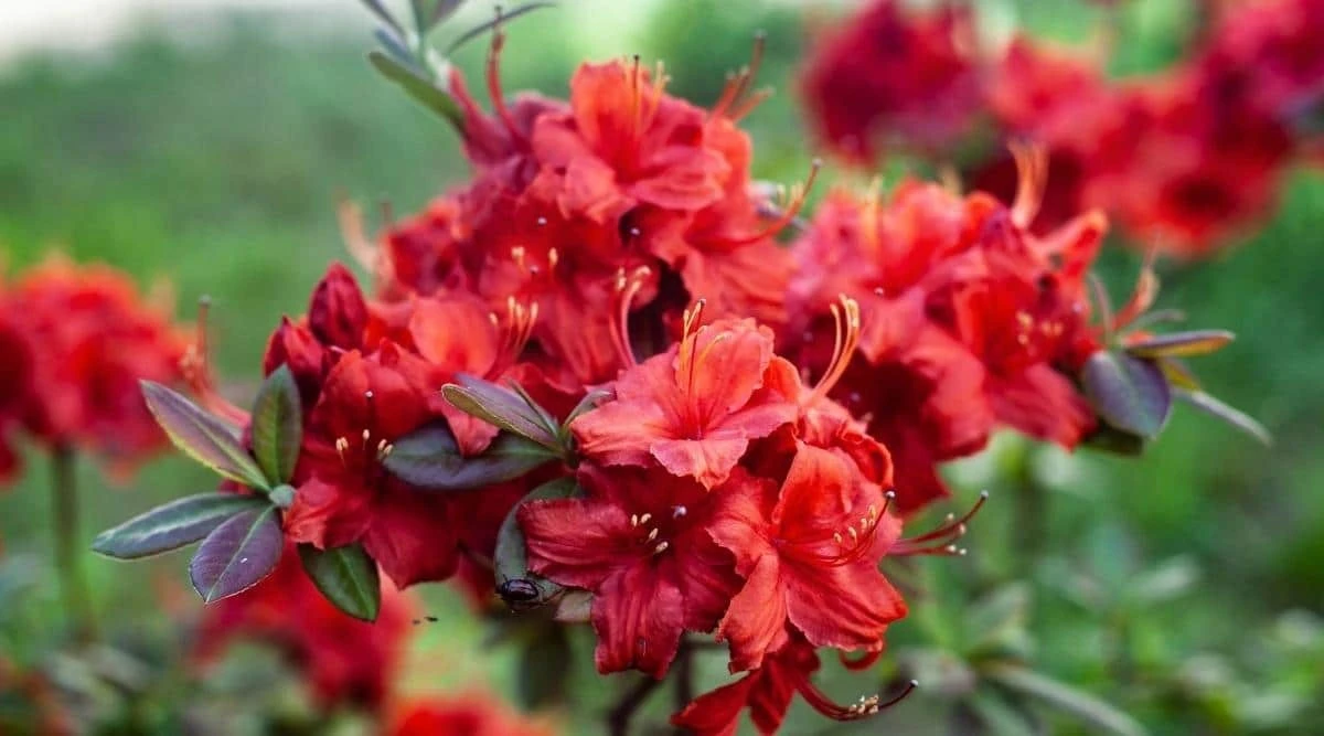Diese Pflanze überlebt Frost und Dürre: Der Callistemon wird zum neuen Star im Garten - image 1