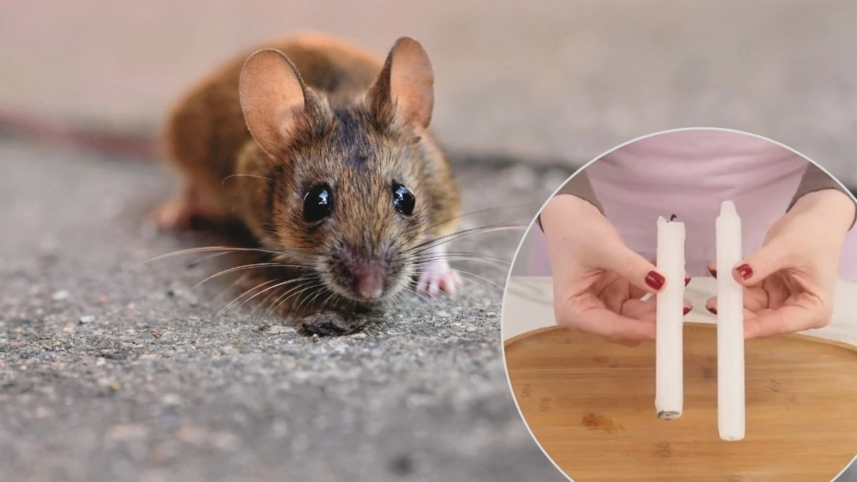 Die unglaubliche Kerzen-Methode: Eine einzelne Kerze vertreibt Ratten und Mäuse – ganz ohne Gift - image 1