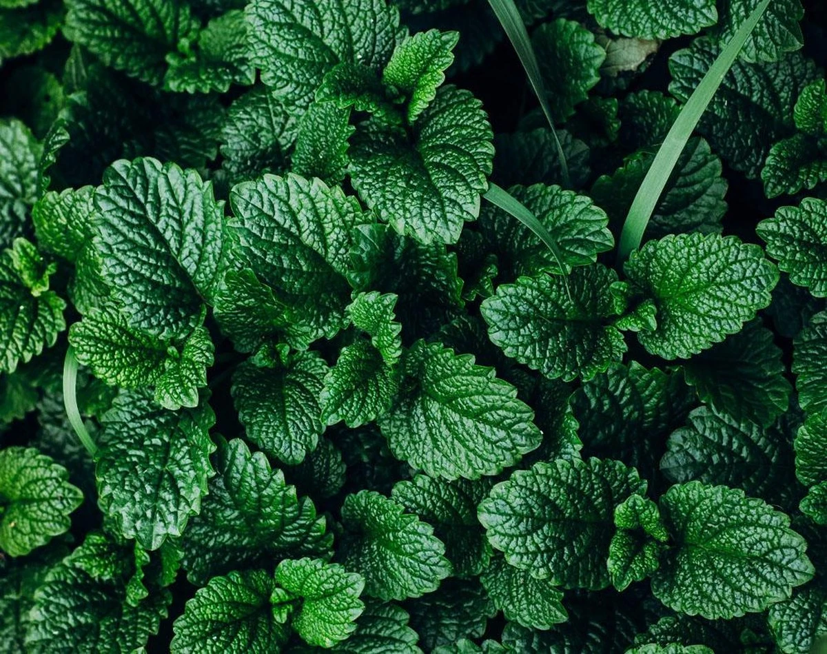 Die unglaubliche Kerzen-Methode: Eine einzelne Kerze vertreibt Ratten und Mäuse – ganz ohne Gift - image 2