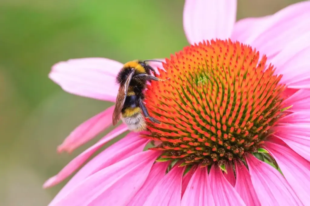 Endlich mehr Hummeln im Garten: Diese 5 pflegeleichten Stauden sind ihr absolutes Lieblings-Buffet