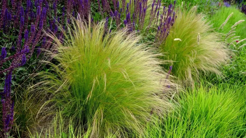 Federgras im Staudenbeet: Ein simpler Schnitt für üppige Büschel über Nacht