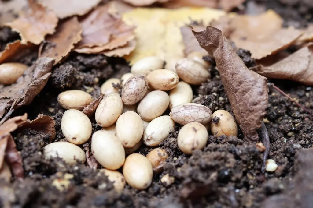 Gratis neues Obstbäume: So vermeiden Sie teure Baumschulen!