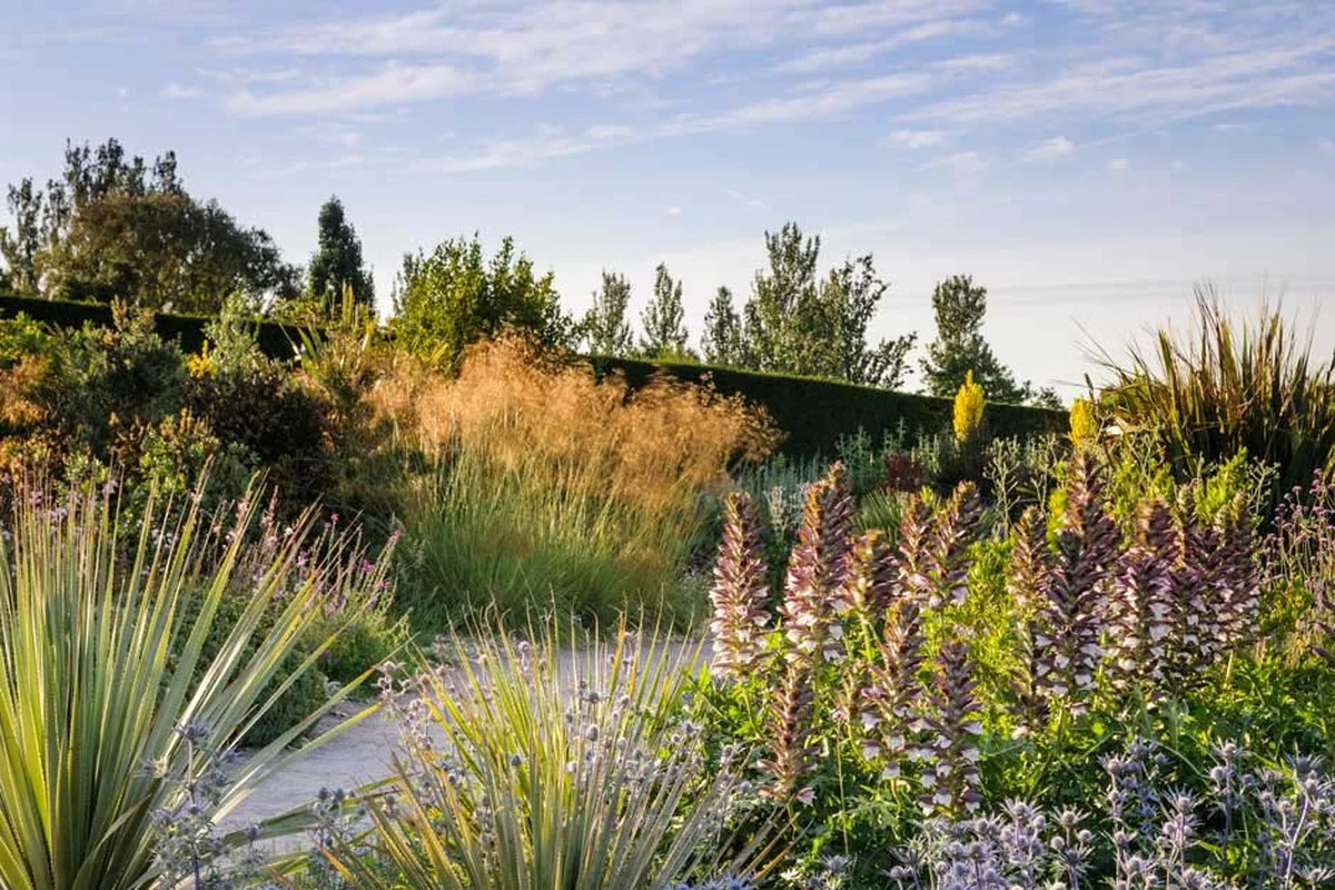 Hibiskus im Garten: Das Geheimnis seines üppigen Blütenmeeres - image 2