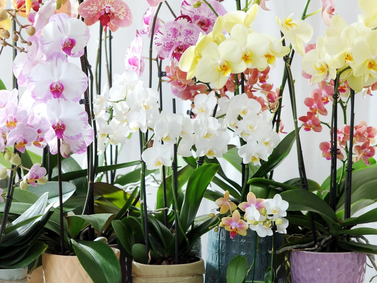 Kartoffelwasser für Orchideen: Das blühende Geheimnis Ihrer Großmutter - image 1