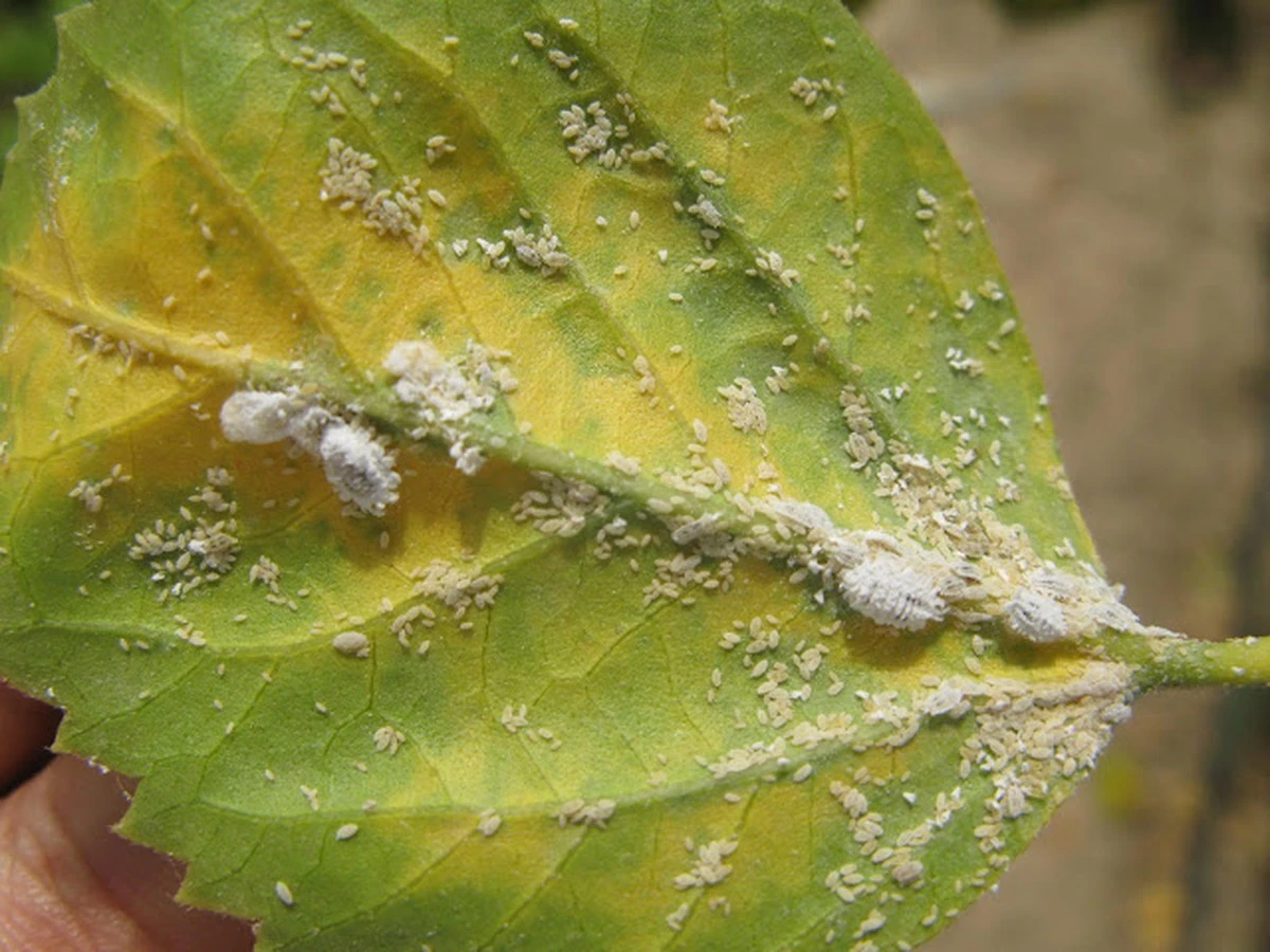Kartoffelwasser für Orchideen: Das blühende Geheimnis Ihrer Großmutter - image 2