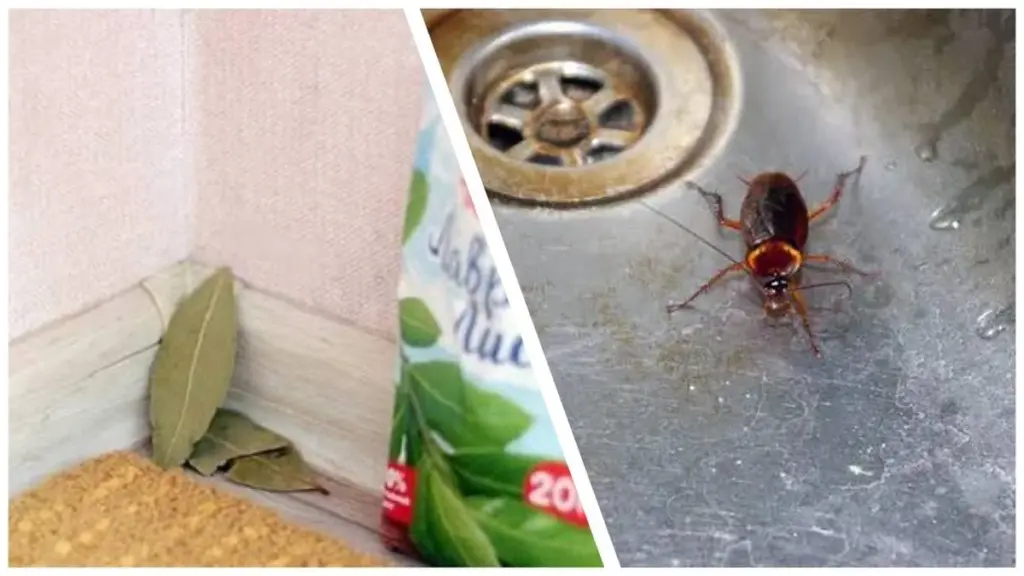 Lavendelblätter statt Gift: Ein Blatt in jeder Ecke vertreibt Kakerlaken