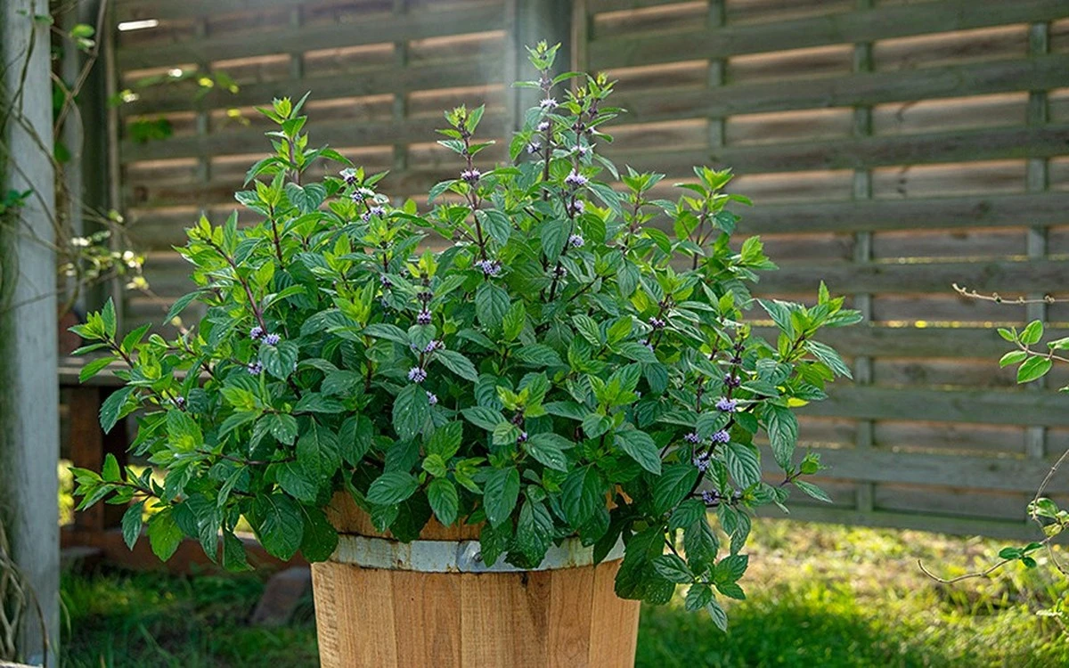 Mentha-Invasion: so bringen Sie Ihre Minze im Winter zum Explodieren - image 1