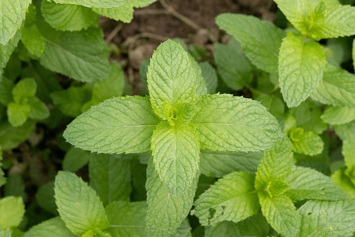 Mentha-Invasion: so bringen Sie Ihre Minze im Winter zum Explodieren - image 2