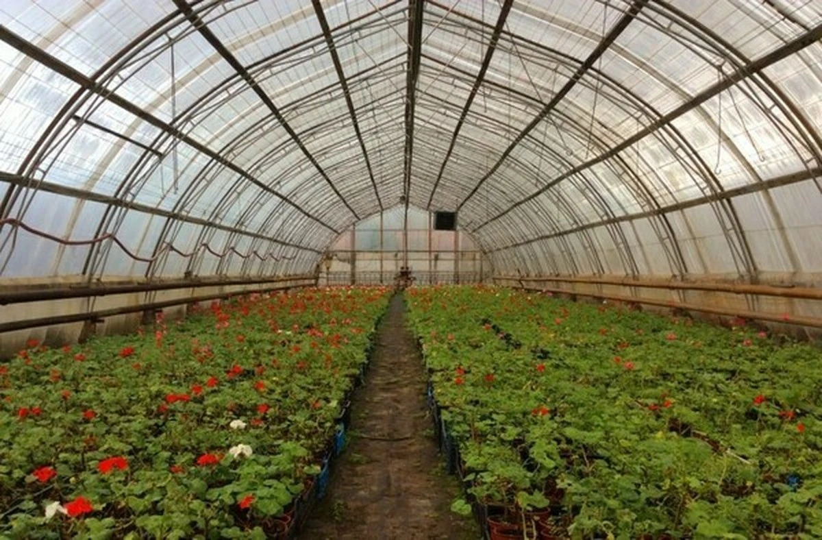 Пінопласт із пакування: Ваш секрет теплої теплиці взимку - image 2