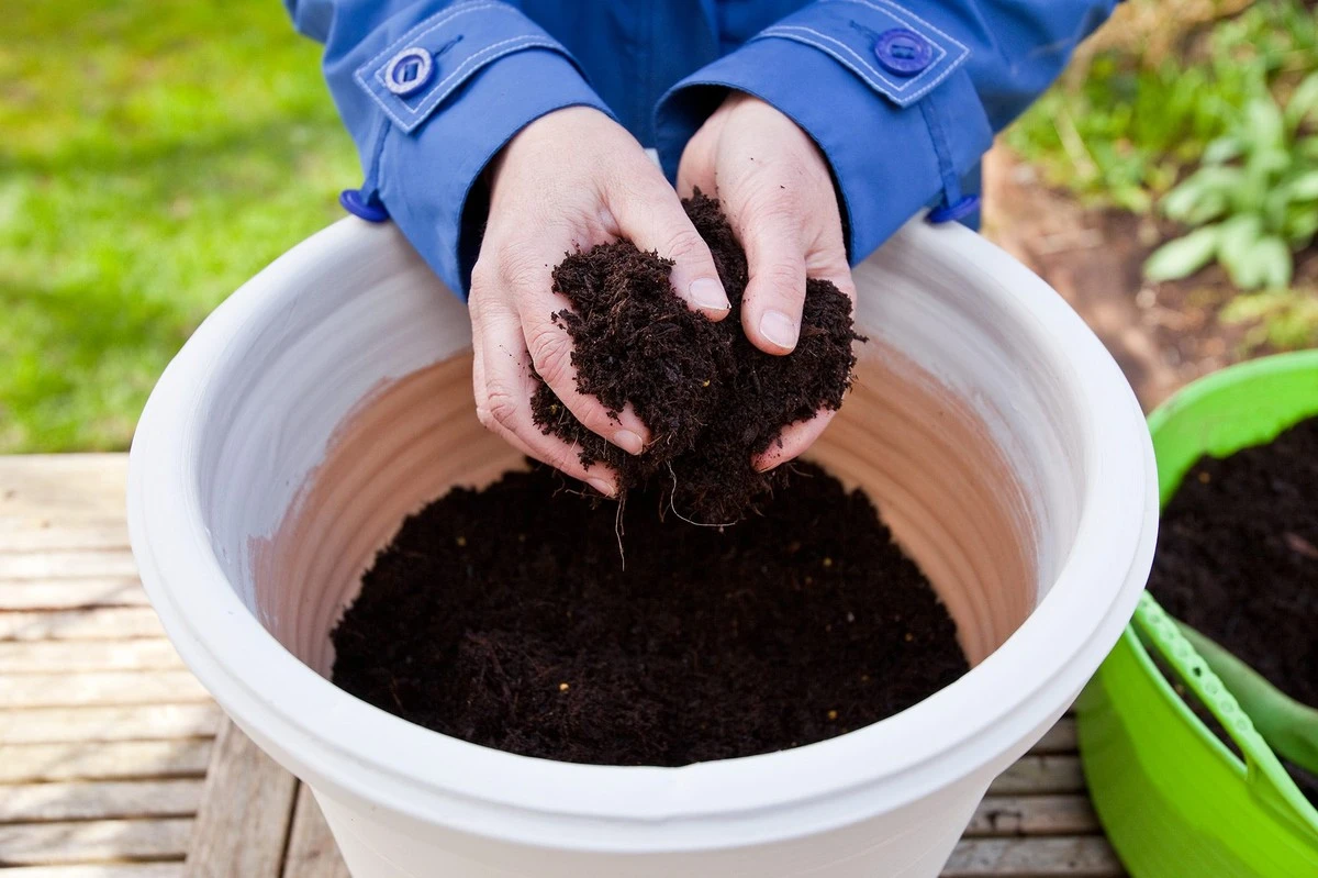 Radies de récolte rapide et salades en pot : votre salon transformé en mini-potager dès février - image 1