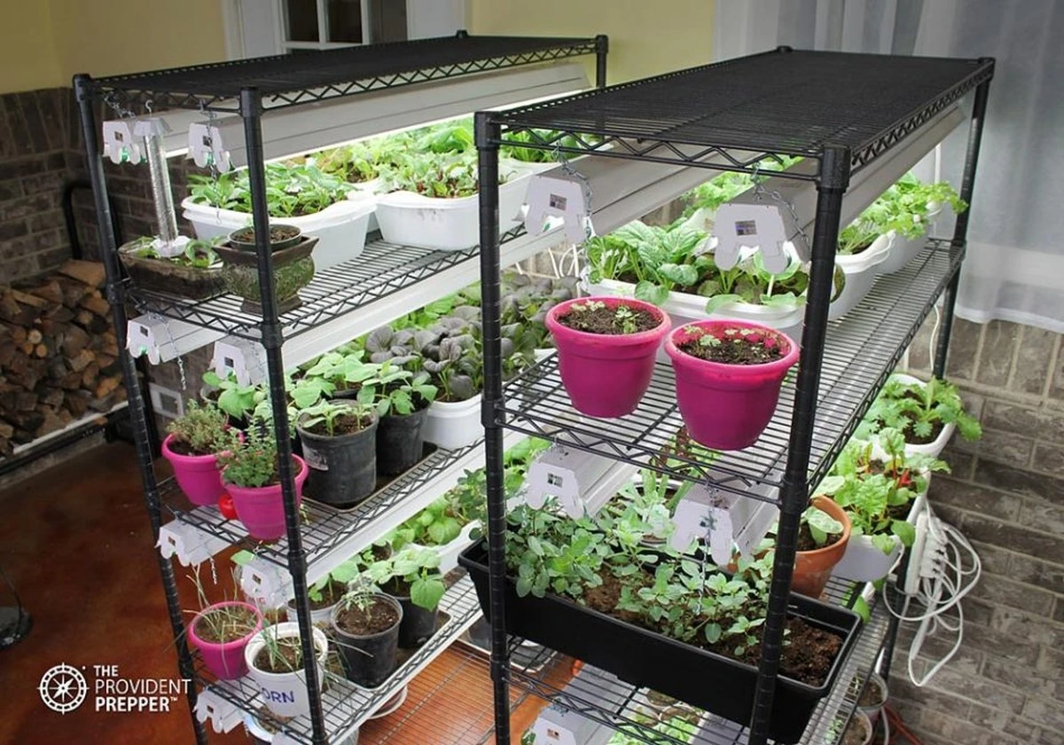 Radies de récolte rapide et salades en pot : votre salon transformé en mini-potager dès février - image 2