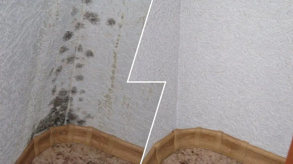 Schimmel an den Wänden: Dieser Hausmittel-Trick beseitigt ihn in Minuten – ohne Chemie & Tapetenschäden