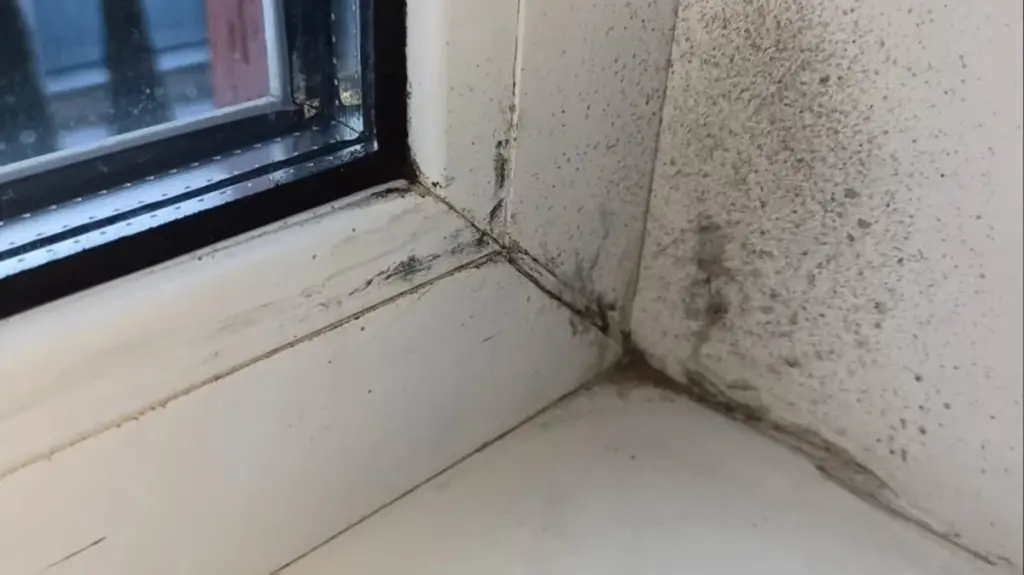 Schimmel im Griff: 5 geheime Hausmittel gegen Stockflecken