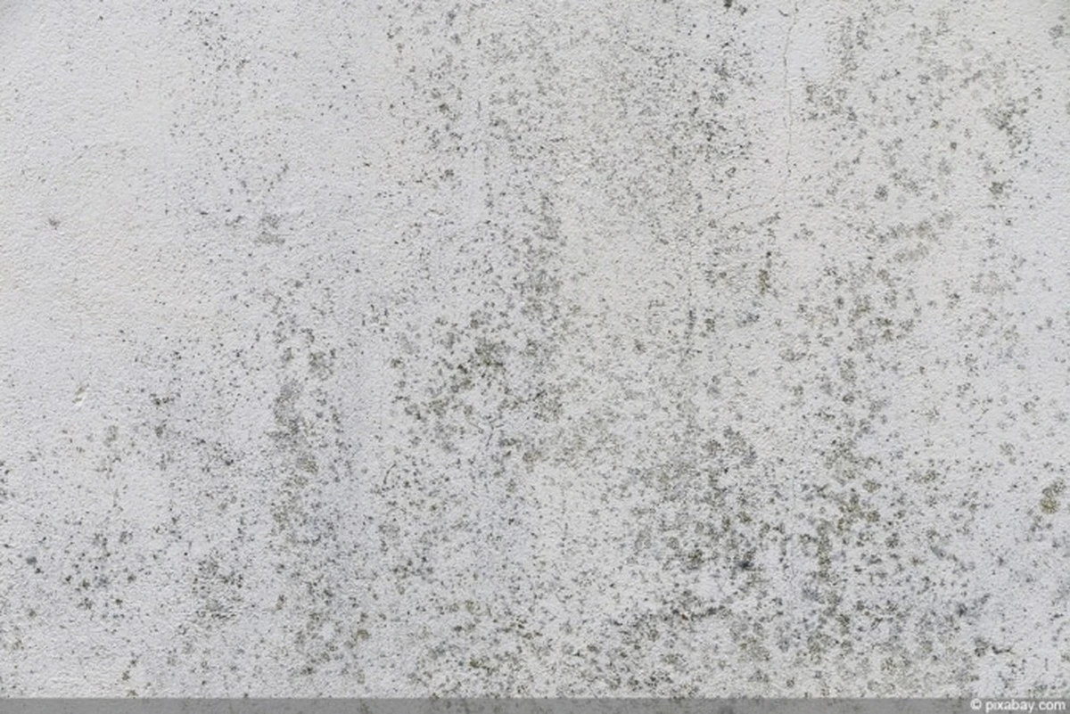 Schwarzer Schimmel: Hausmittel, die wirklich helfen - image 2