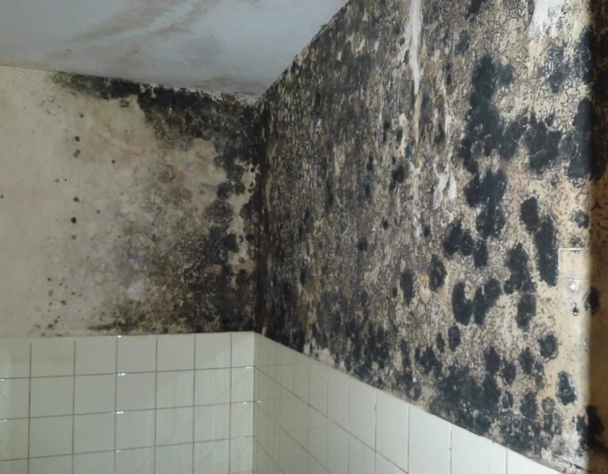 So entfernen Sie schwarzen Schimmel wirklich – Hausmittel und Profi-Tricks - image 1