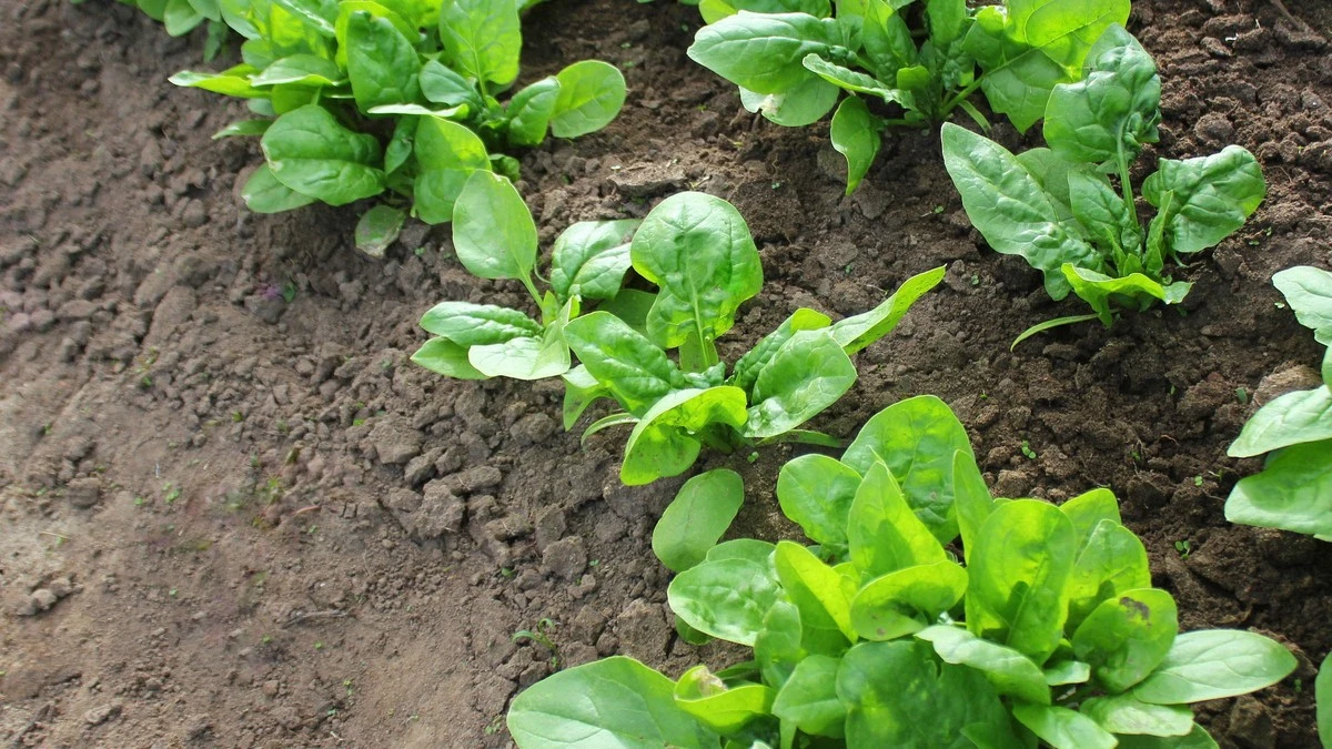 Spinat, der dem Frost trotzt: Ernten Sie riesige Blätter, bevor der Frühling kommt - image 2