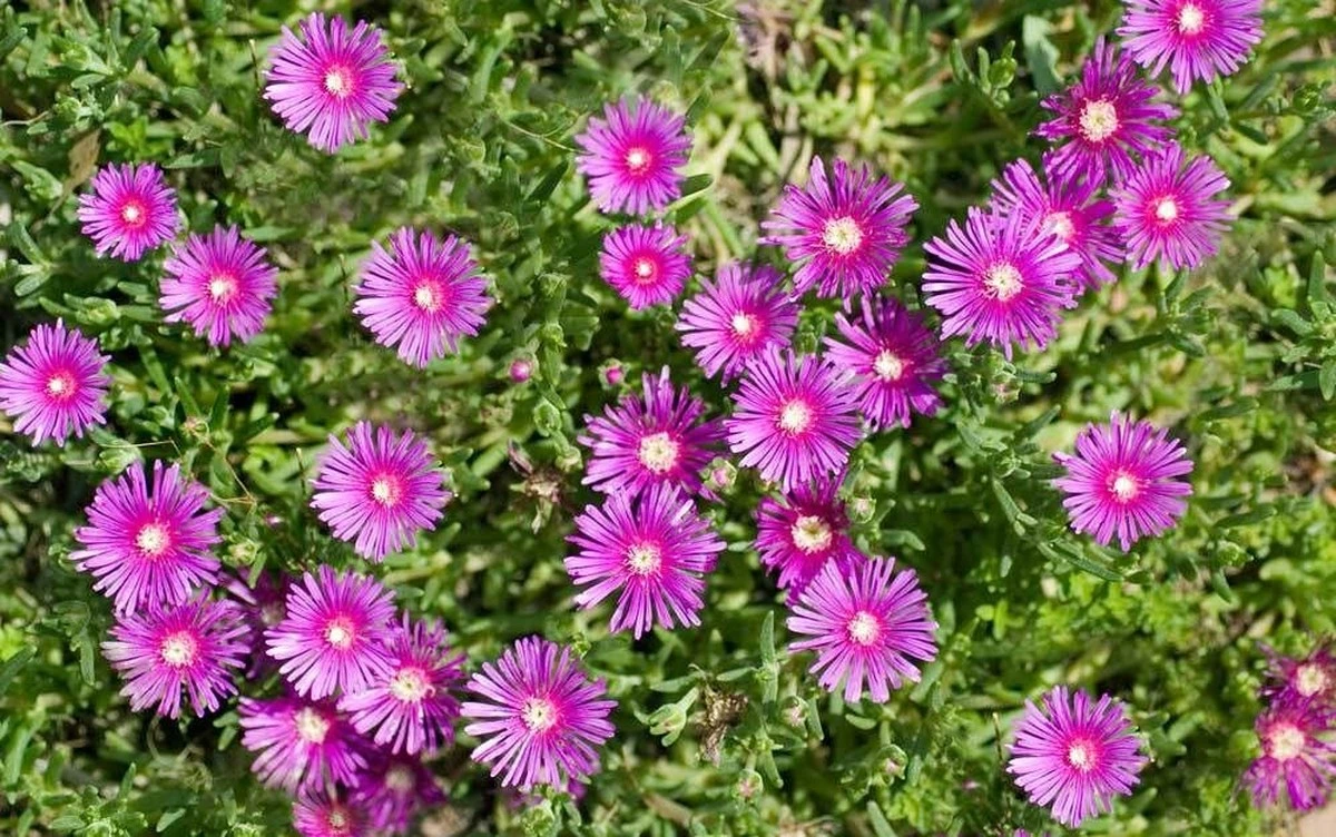 Staudenbeet planen: 5 heimische Pflanzen, die fast von allein wachsen - image 1