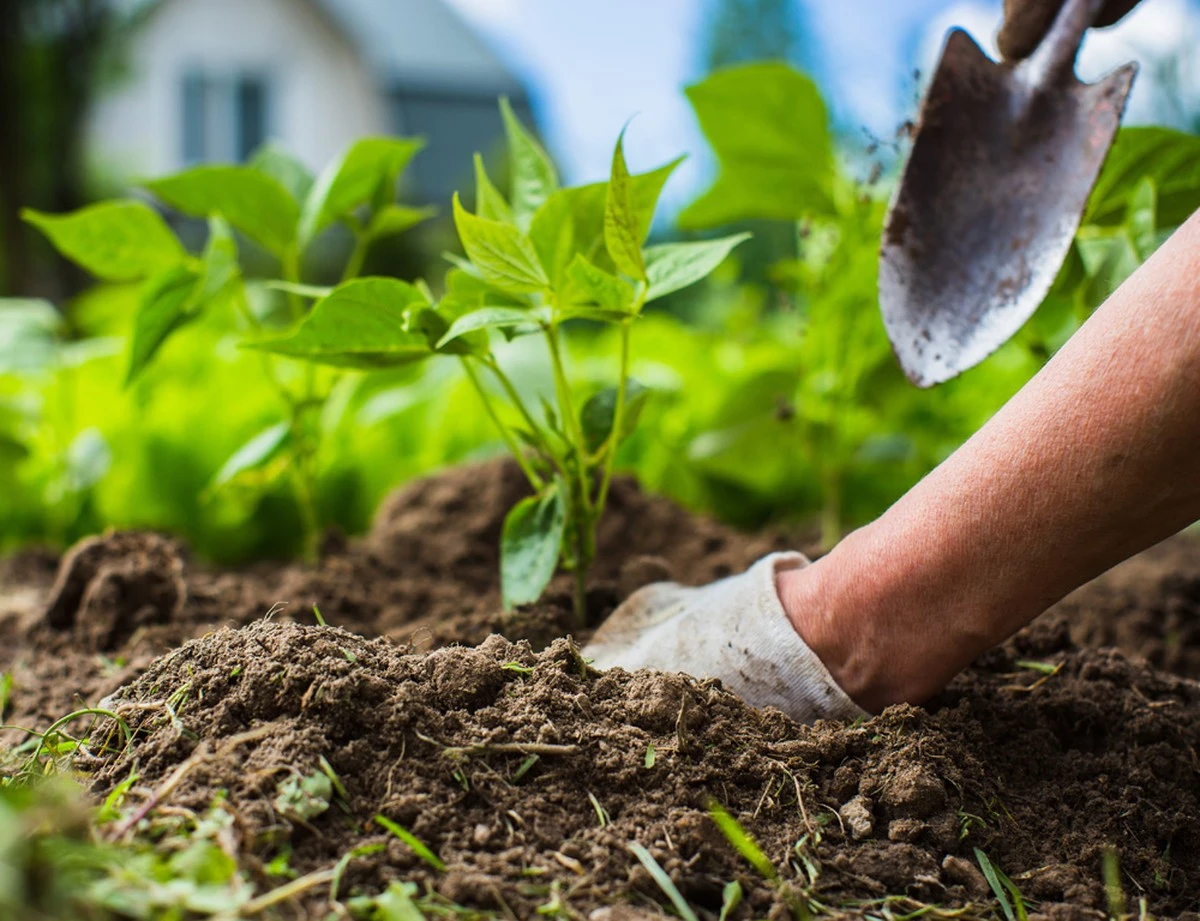 Vier Gemüse, die Ihren Lebensmitteleinkauf retten – wenn Sie jetzt säen - image 1