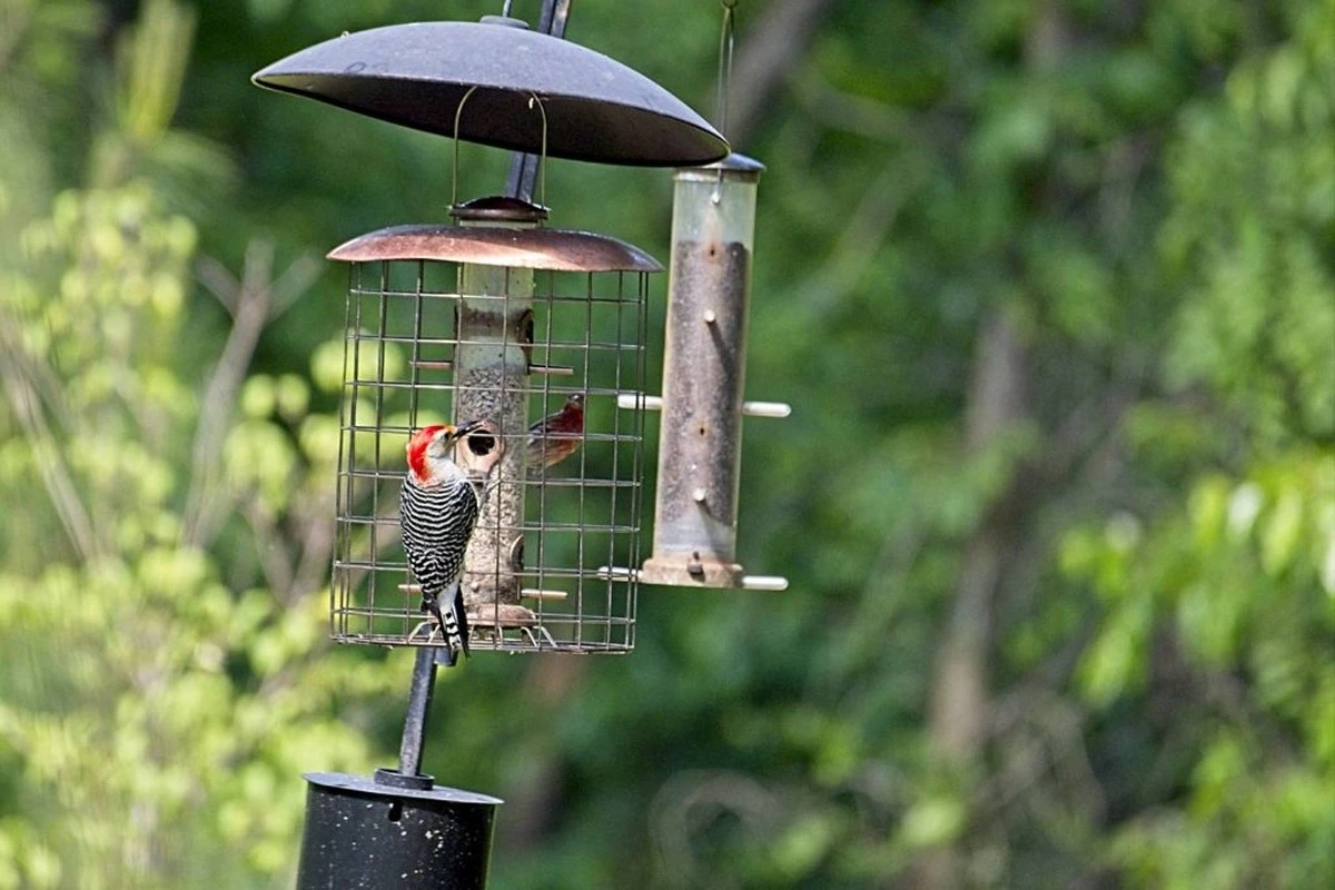 Wann Sie aufhören sollten, Vögel in Österreich zu füttern: Der genaue Zeitpunkt - image 2