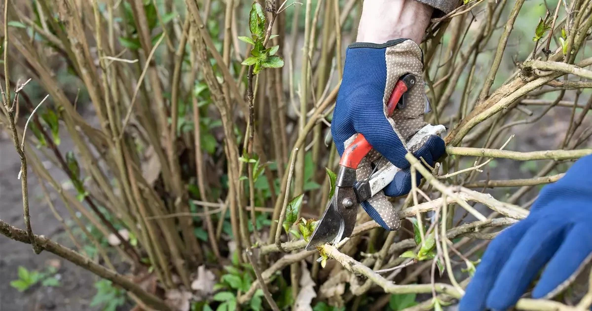 Wann Sie Stauden zurückschneiden, um ihre Erholung zu garantieren - image 2