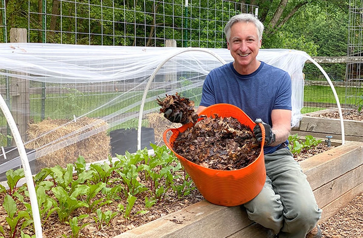 Warum alte Gärtner Bananenstauden mitten ins Gemüsebeet pflanzten - image 2
