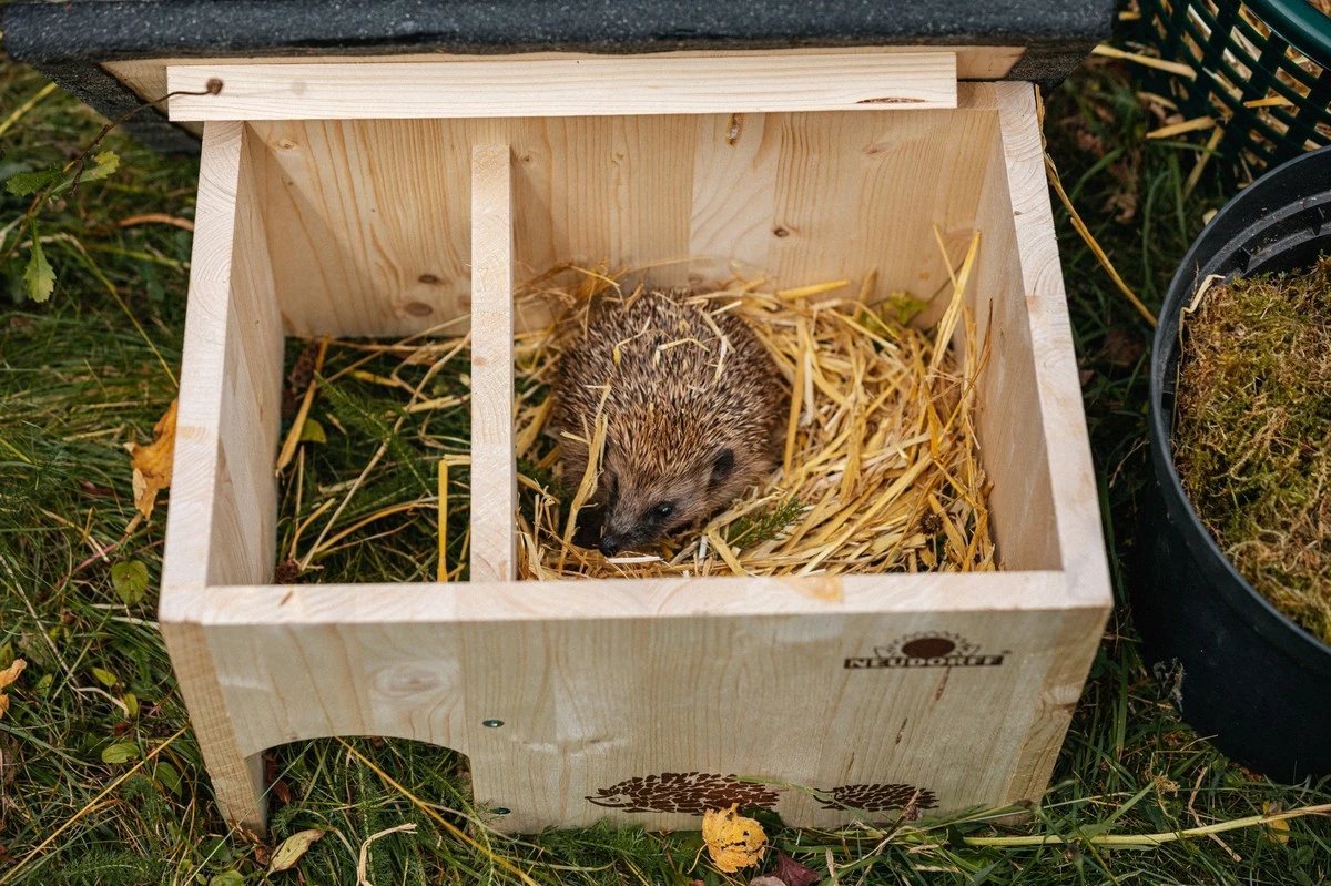 Warum deutsche Gärtner jetzt kleine Unterschlüpfe für Igel bauen – und wie Sie das nachmachen können - image 1