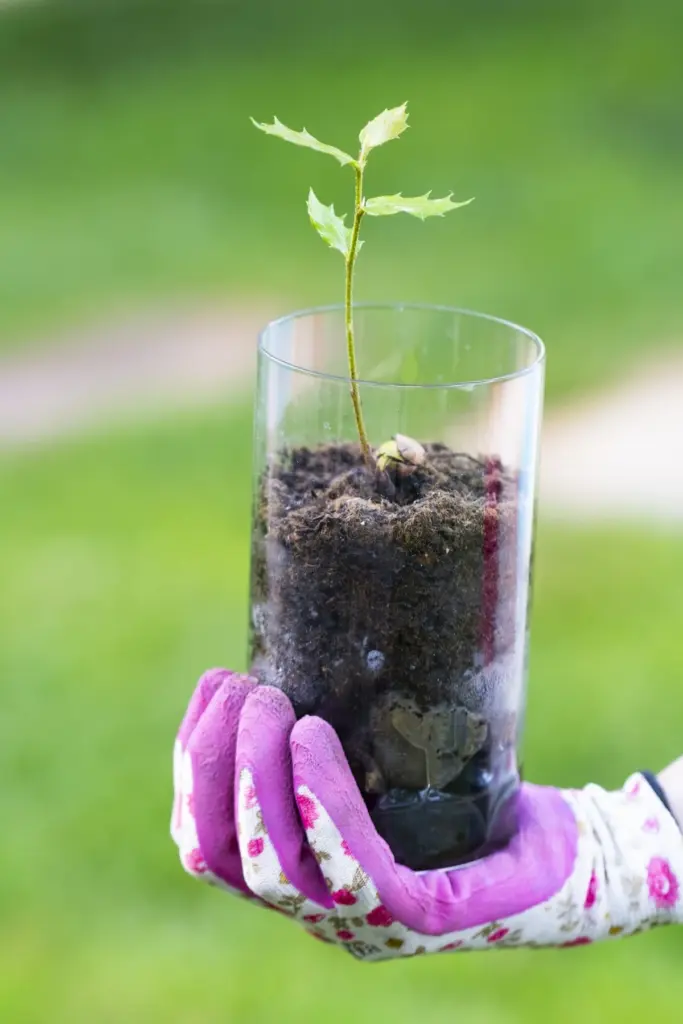 Warum die Alten immer diese schützende Pflanze im Frühling pflanzten – und wie sie Ihnen Glück bringt