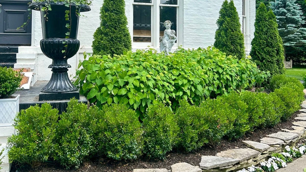 Warum die Alten immer diese schützende Pflanze im Frühling pflanzten – und wie sie Ihnen Glück bringt - image 1