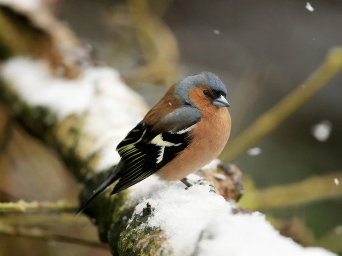 Warum die Vögel in Ihrem Garten im Februar hungern – und was Sie dagegen tun müssen - image 1
