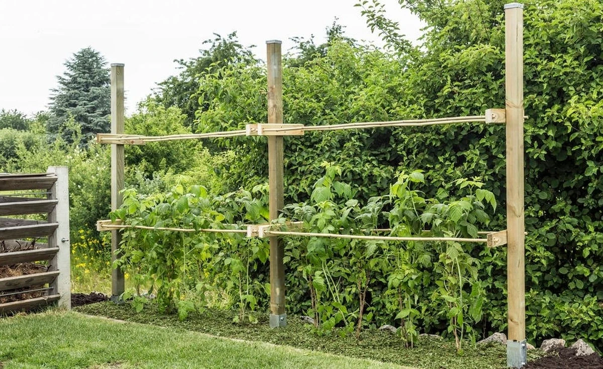 Warum ein kleiner Schnitt jetzt Ihre Himbeerernte verdoppelt - image 1