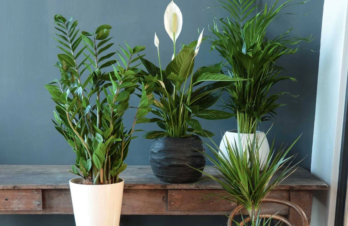 Warum ein Spritzer Sprite Ihre Rosen eine Woche länger strahlen lässt - image 2