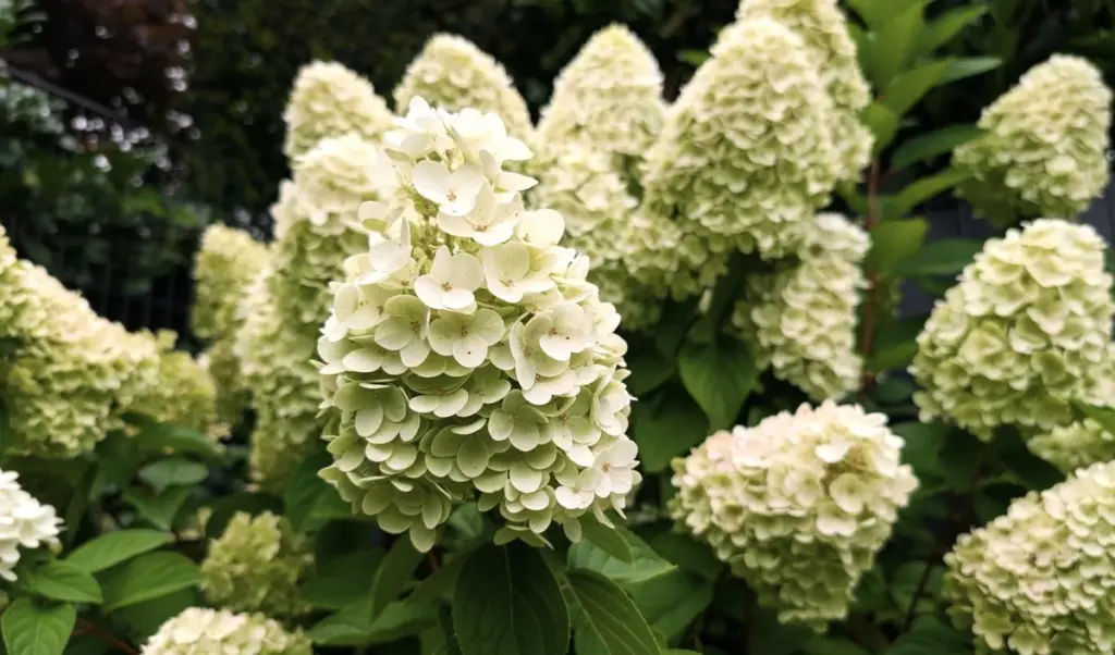 Warum erfahrene Gärtner Hortensien im März anders schneiden – das ist der Geheimtipp für eine üppige Blüte