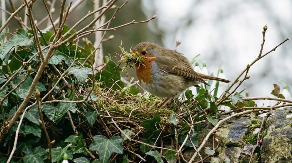 Warum erfahrene Gärtner im Februar schon Nistplätze bauen