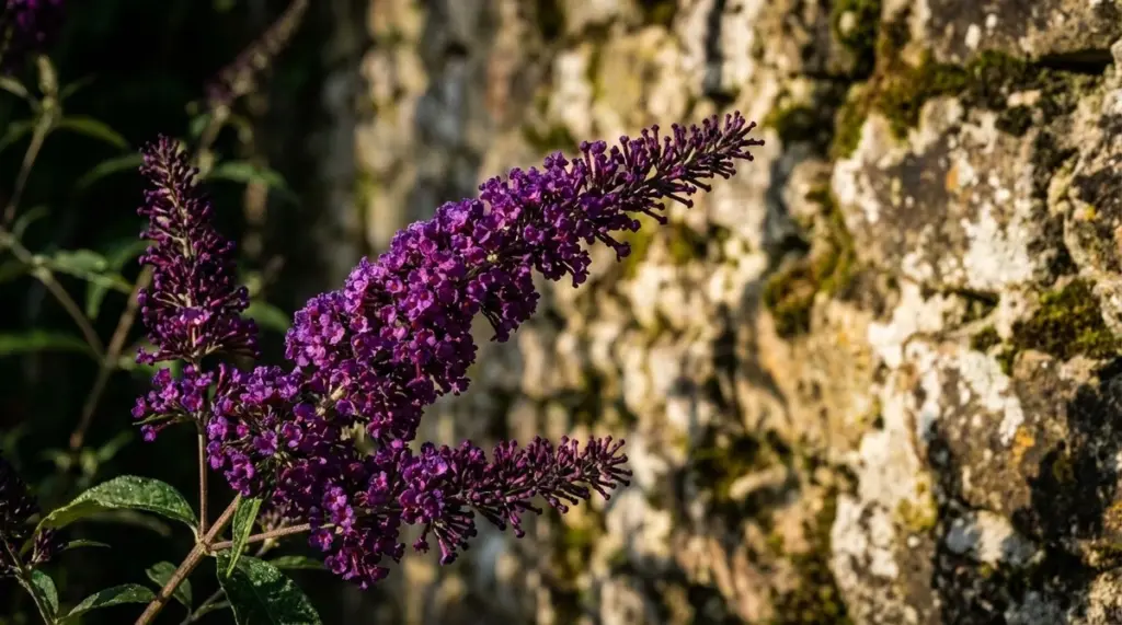 Warum erfahrene Gärtner im Februar einen Schmetterlingsflieder pflanzen
