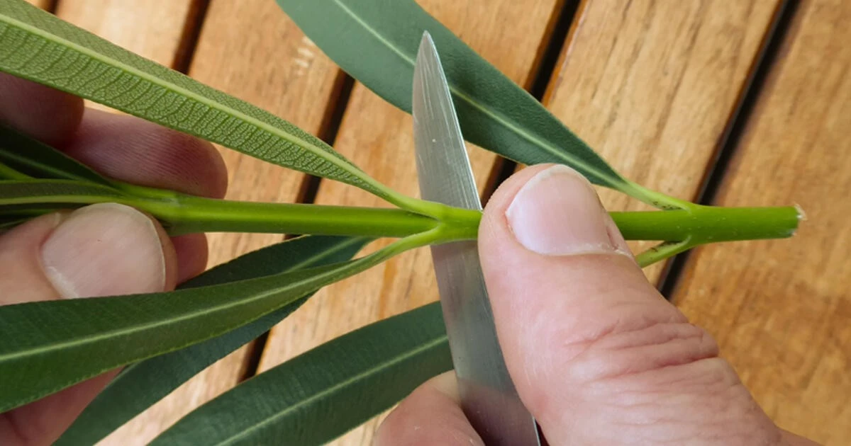 Warum erfahrene Gärtner im Februar Stecklinge von Oleander machen - image 1