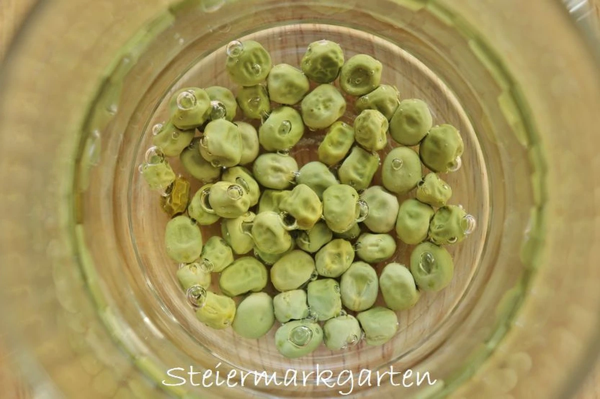 Warum erfahrene Gärtner Erbsen in Wasser einweichen, bevor sie gepflanzt werden | Journal der Senioren - image 1