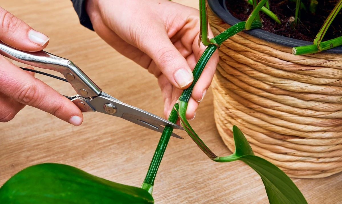 Warum erfahrene Gärtner im Februar Stecklinge von Oleander machen - image 2