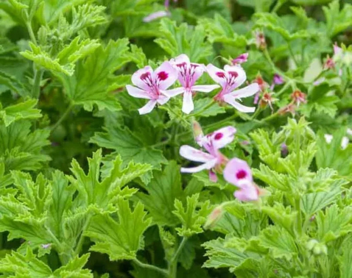 Warum erfahrene Gärtner den Zitronen-Pelargonien jetzt pflanzen: Für einen Sommer ohne Mückenstiche - image 2