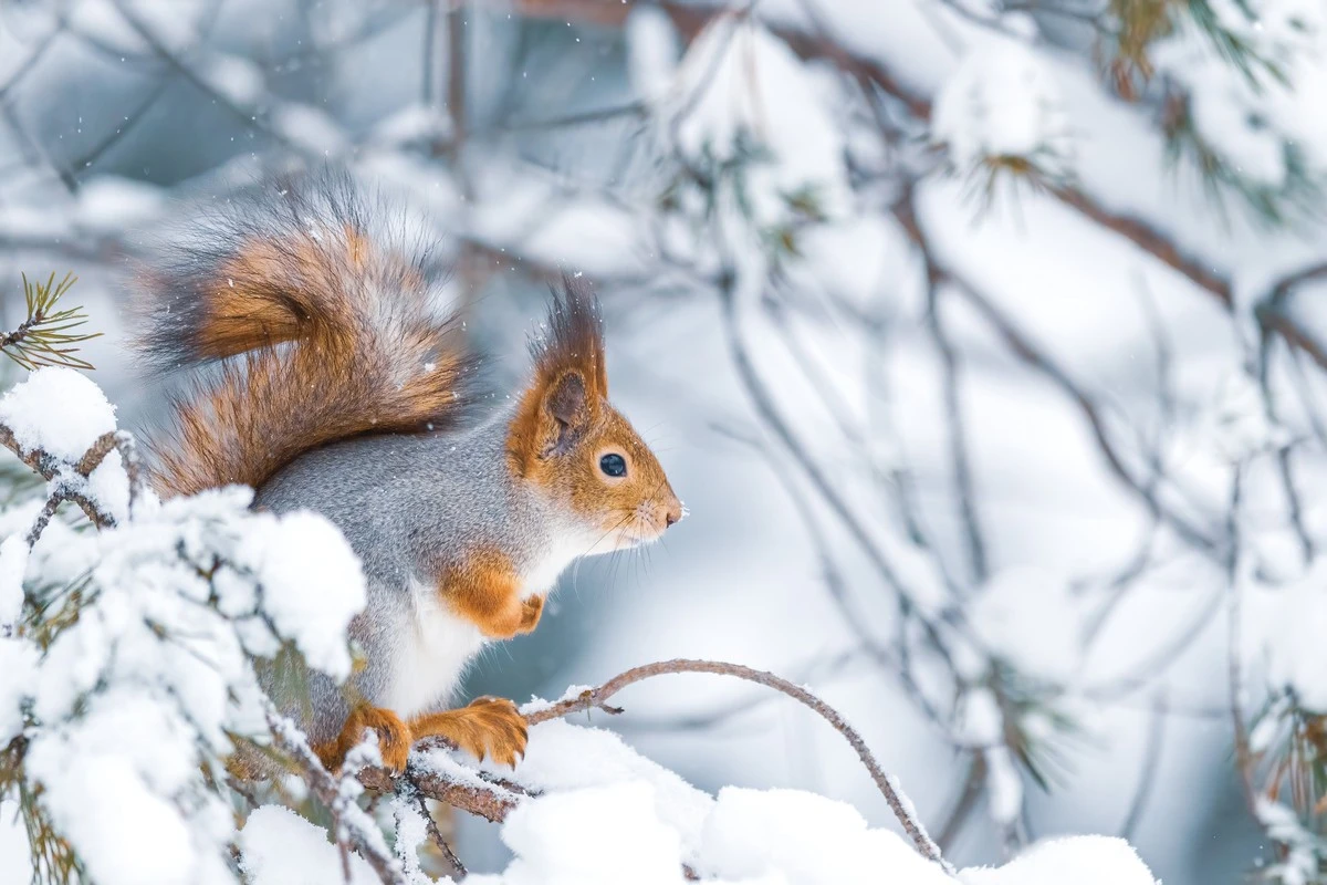 Warum erfahrene Gärtner im Spätwinter Nüsse und getrocknete Äpfel verstreuen - image 2