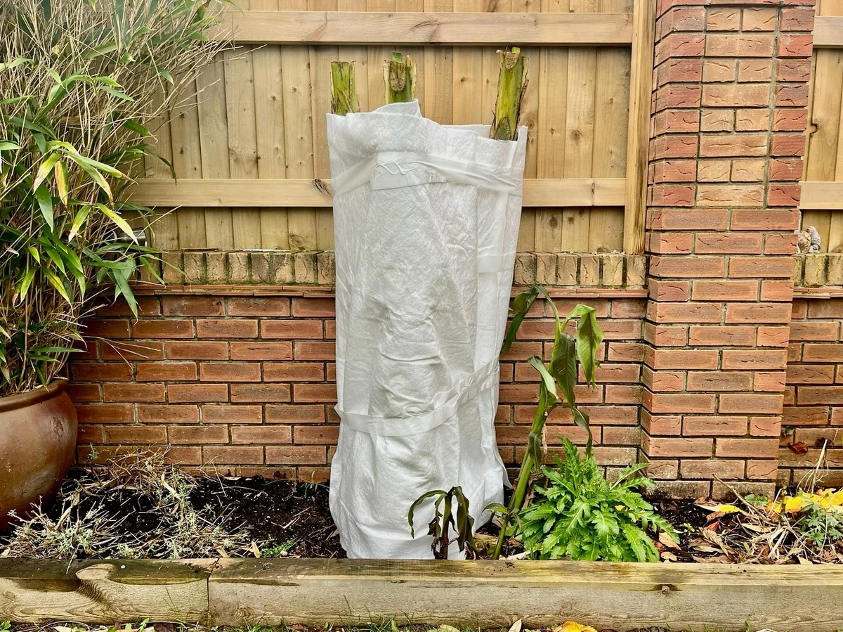 Warum erfahrene Gärtner im Februar Schafwolle auslegen: Ein Geheimnis für blühende Beete - image 2