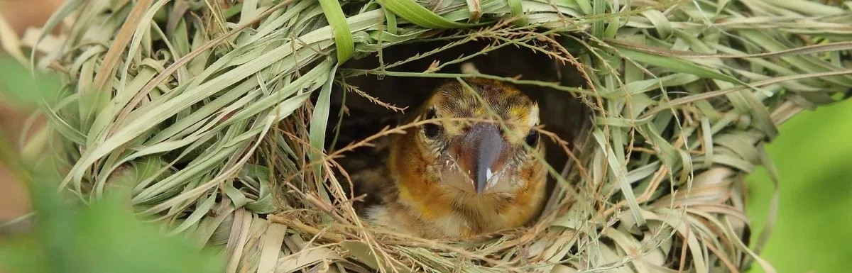 Warum erfahrene Gärtner jetzt ihre Hecken stehen lassen - image 2
