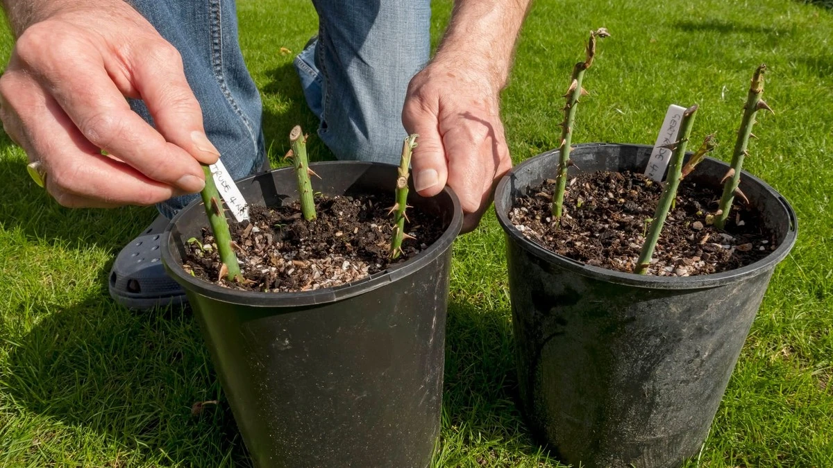 Warum Experten im Oktober nichts als Stecklinge von Rosen schneiden - image 2