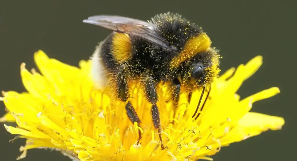 Warum Gartenliebhaber jetzt eine bestimmte Gartenarbeit meiden sollten