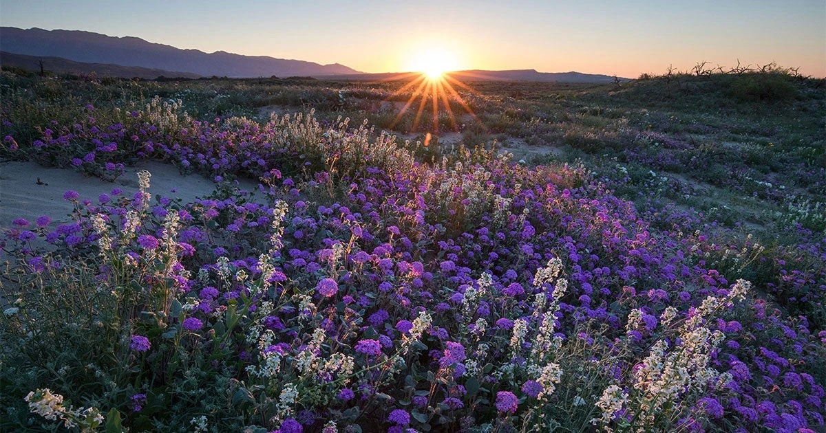 Warum Gartenliebhaber jetzt eine bestimmte Gartenarbeit meiden sollten - image 1