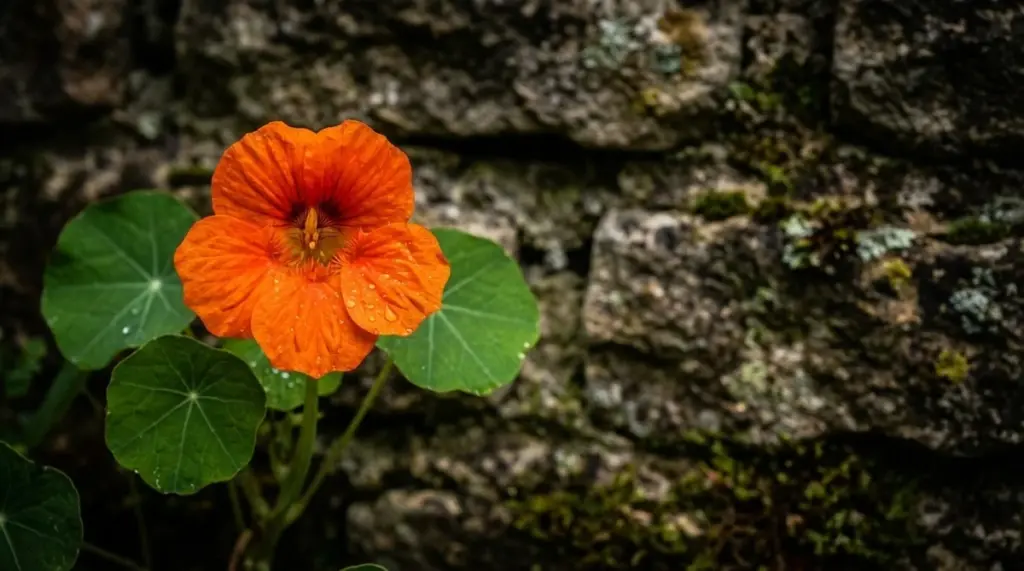 Warum Gärtner die Kapuzinerkresse 2026 im Gemüsegarten neu entdecken