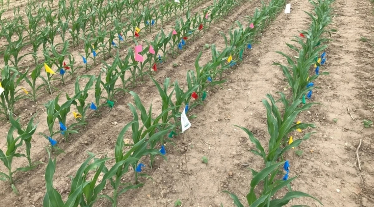 Warum Gärtner so gern im Februar säen: Ein einfacher Trick für starke Pflanzen - image 2