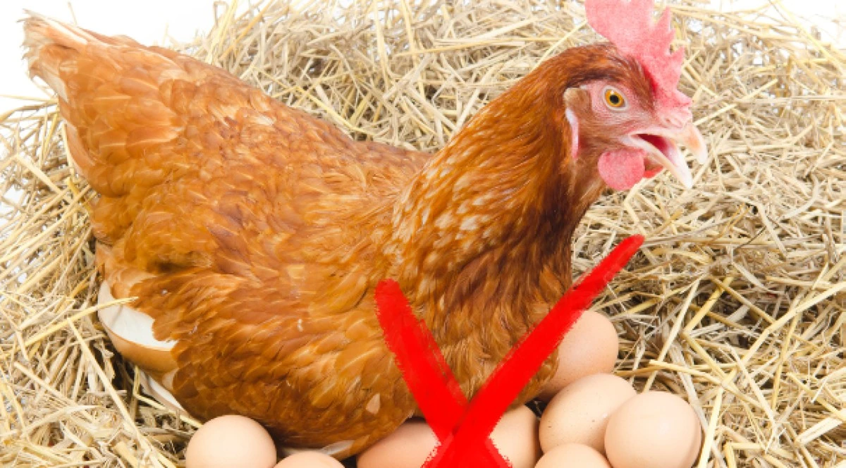 Warum Hühner aufhören, ihre eigenen Eier zu picken: Ein Tennisschläger im Nest löst das Problem - image 2