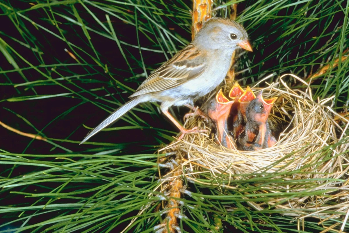 Warum Ihre Heckenpflege im Frühling Vögel vertreibt – ein Fehler, den Sie jetzt abstellen sollten - image 2