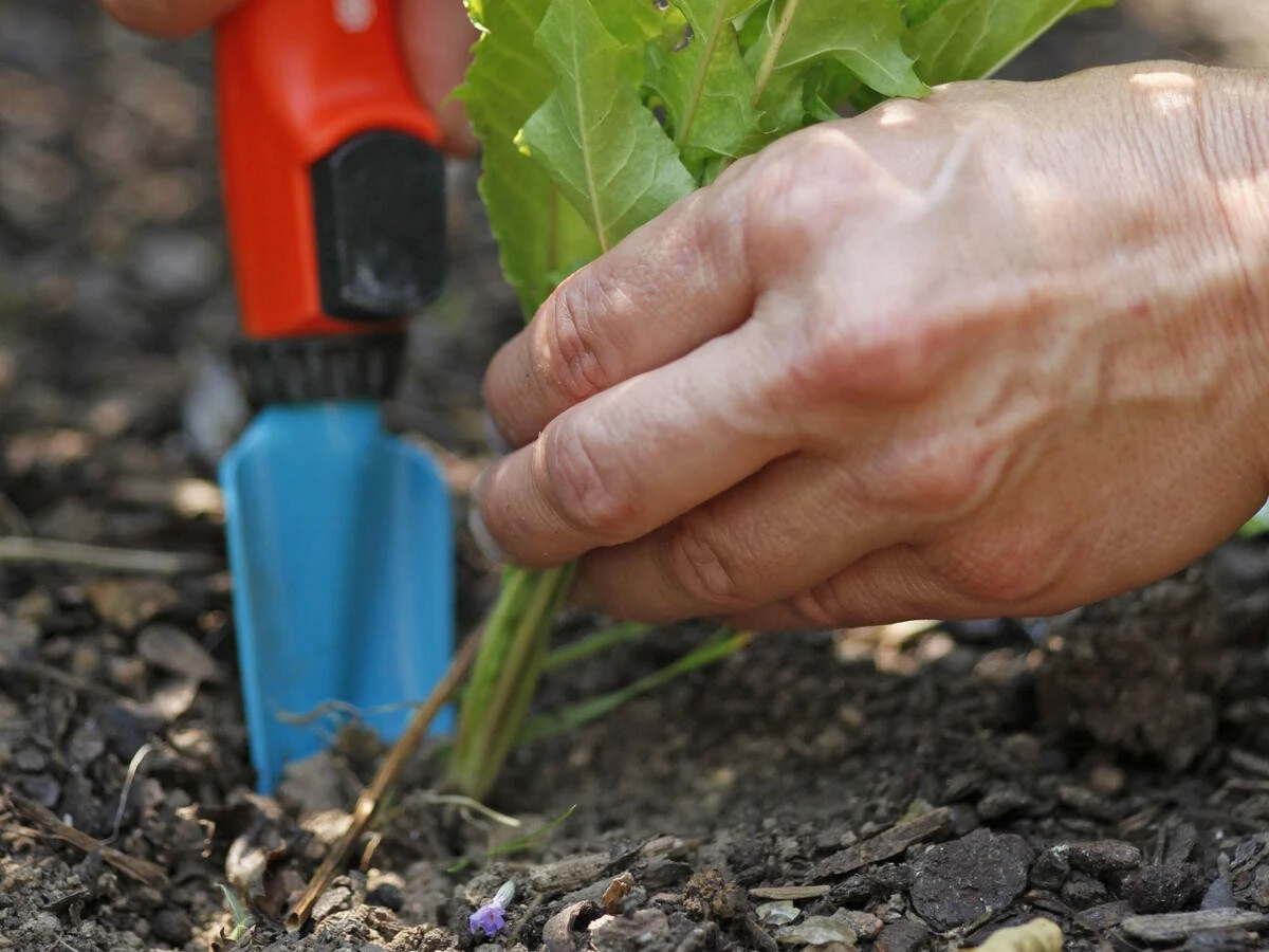 Warum Ihr Garten trotz viraler Tricks zugrunde geht: Das Salz-Essig-Geheimnis - image 2