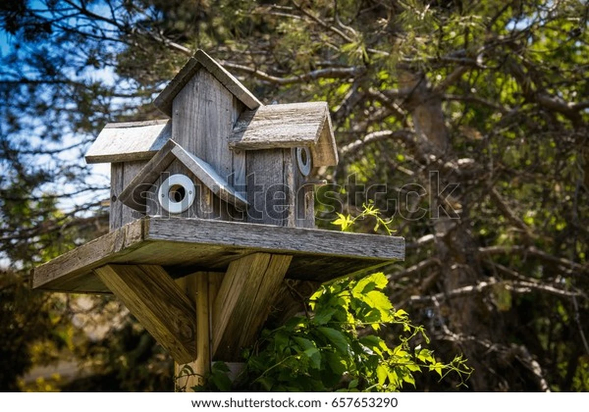 Warum Ihr Nistkasten leer bleibt: Der genaue Zeitpunkt für die Installation - image 2